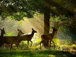 manufacturers of Hills with Wildlife  in Kirti Nagar, Delhi