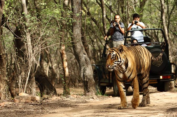 manufacturers of Jaipur Ranthambhore Tour  in Kirti Nagar, Delhi